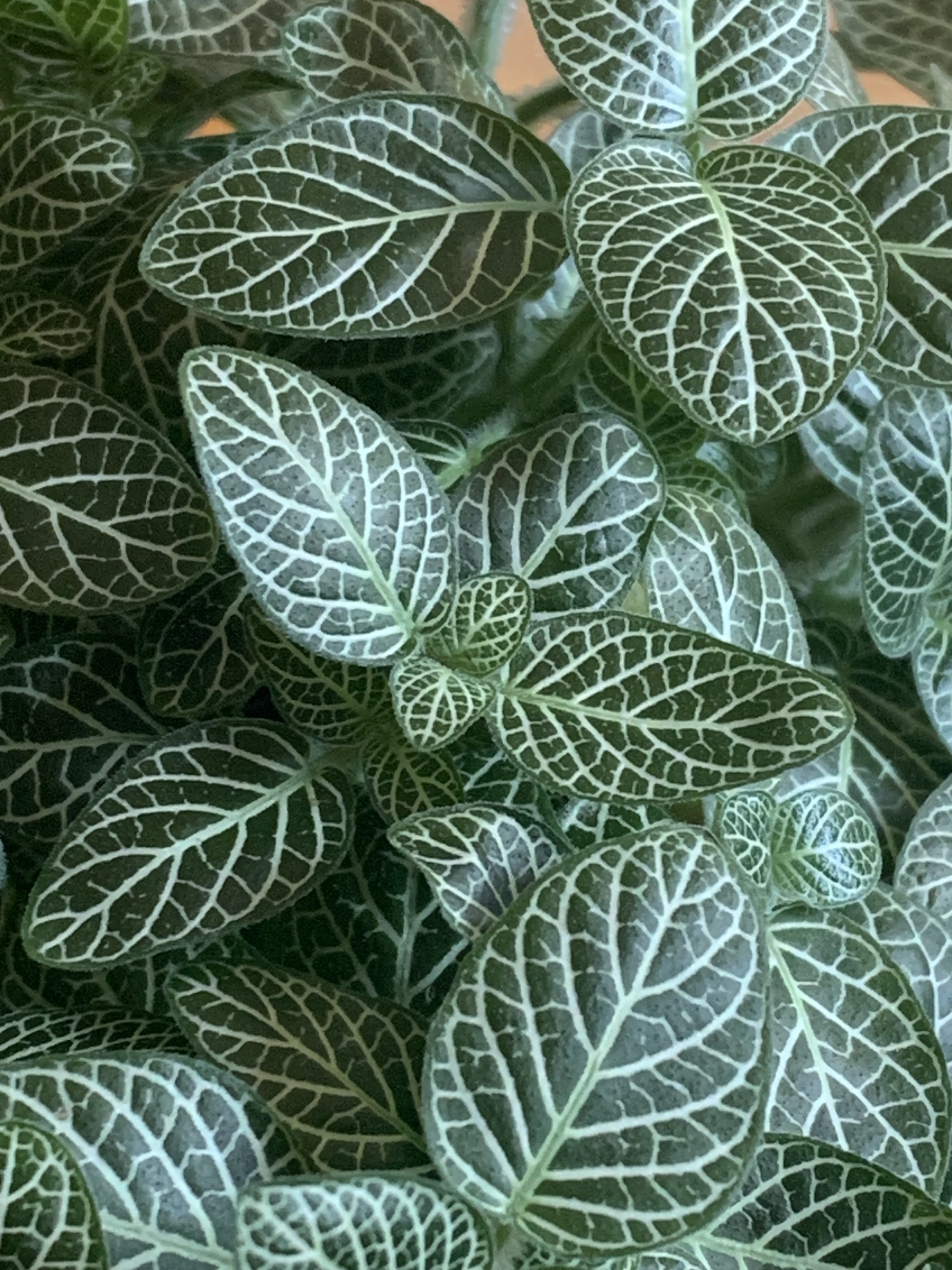 beautiful plant